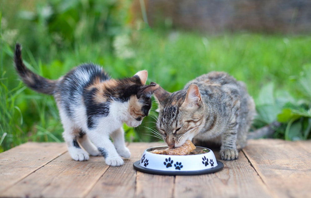 Die Futterspende von Unbekannten gestohlen.